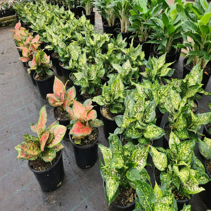 aglaonema mixed 250 mm