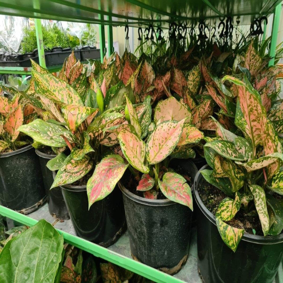 aglaonema mixed 250 mm