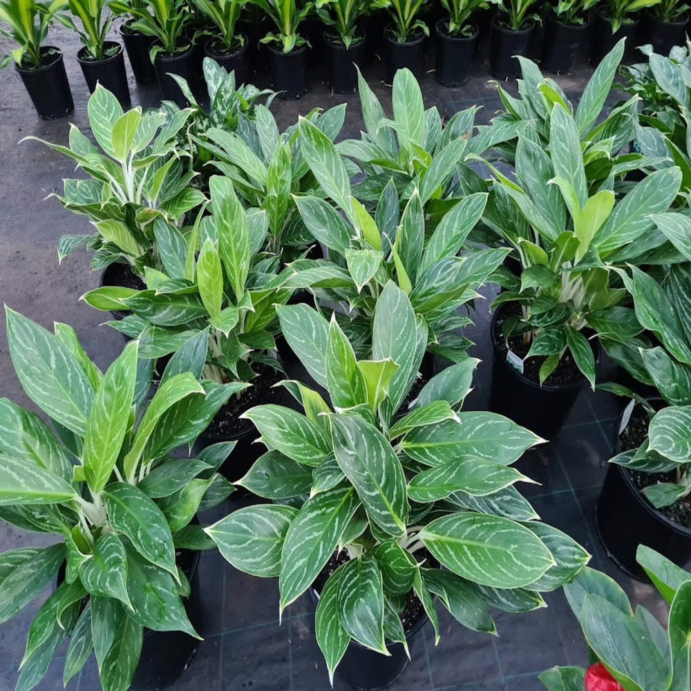 aglaonema mixed 140 mm