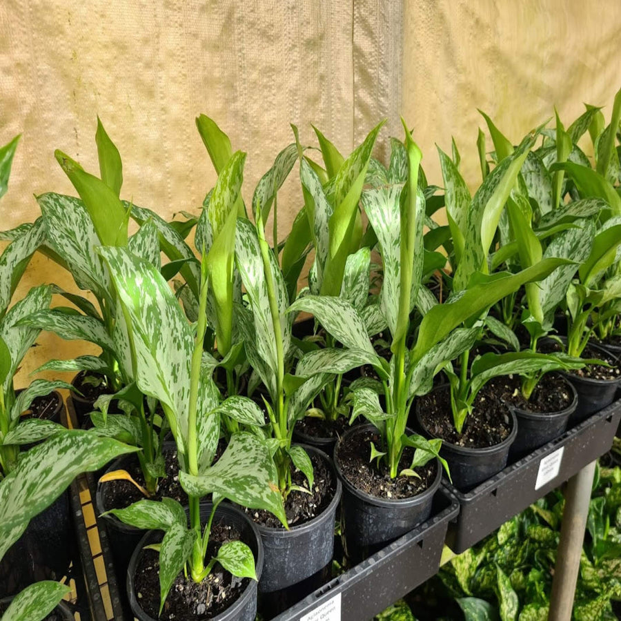 aglaonema silver queen 130 mm