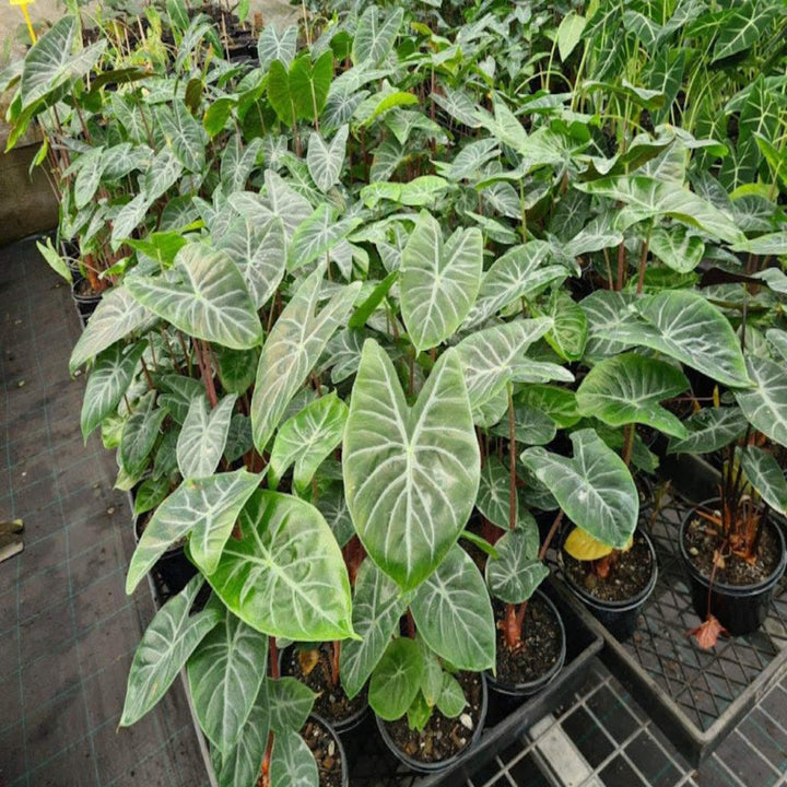 alocasia ivory coast 155 mm