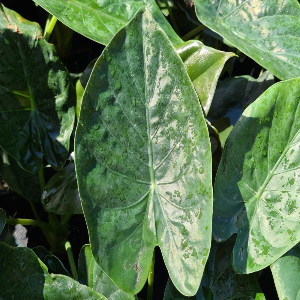 alocasia wentii 180 mm