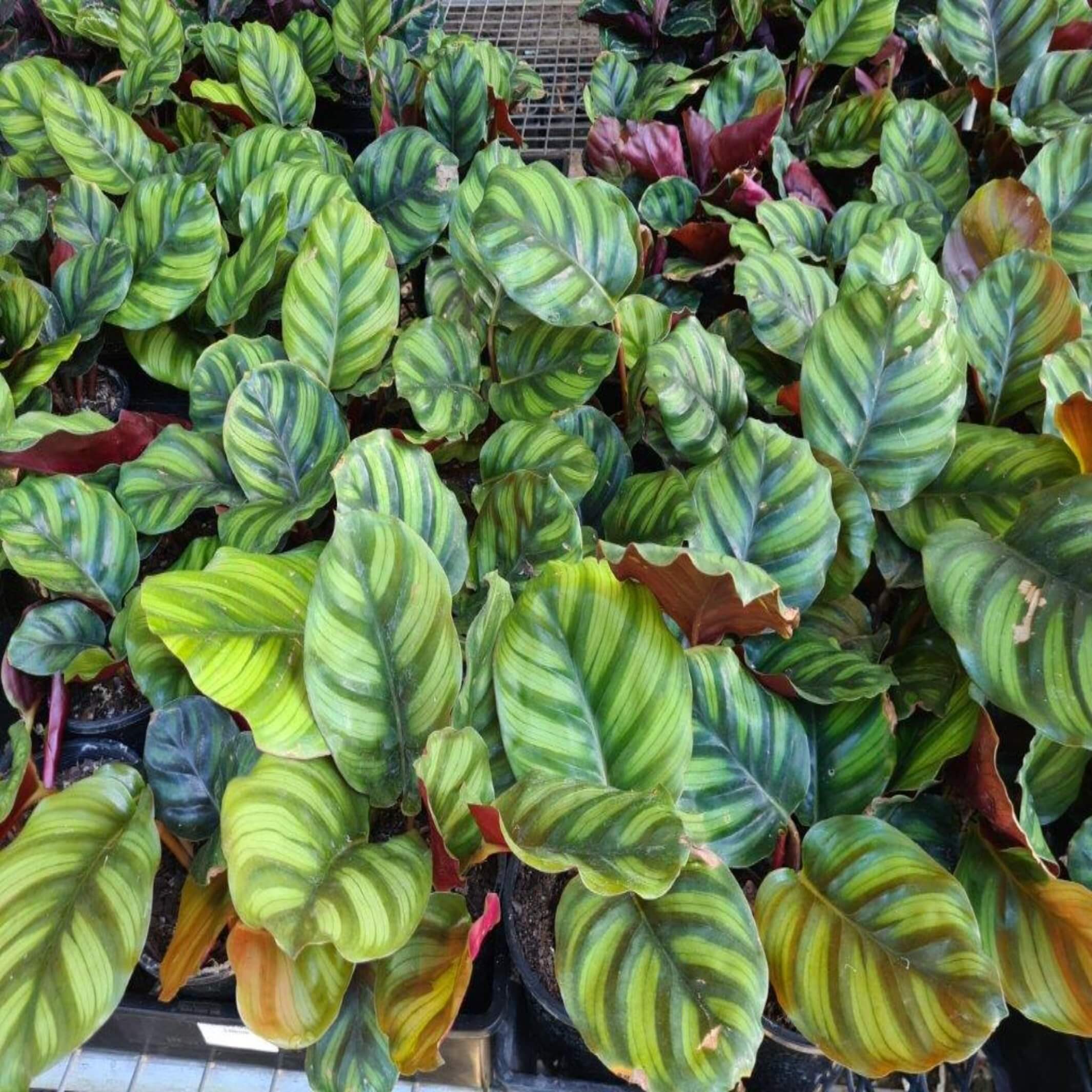 Calathea fasciata (Prayer Plant) - I The Australian Plant Shop