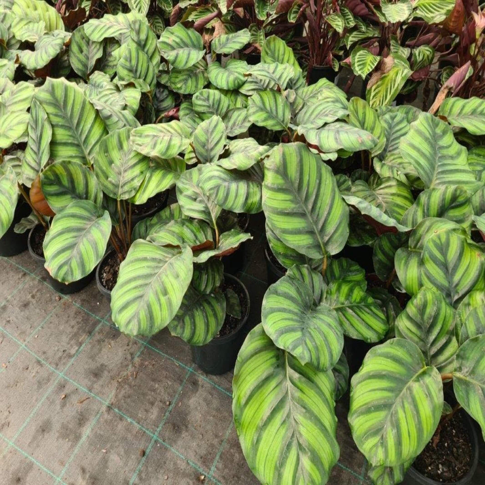 calathea fasciata 130 mm