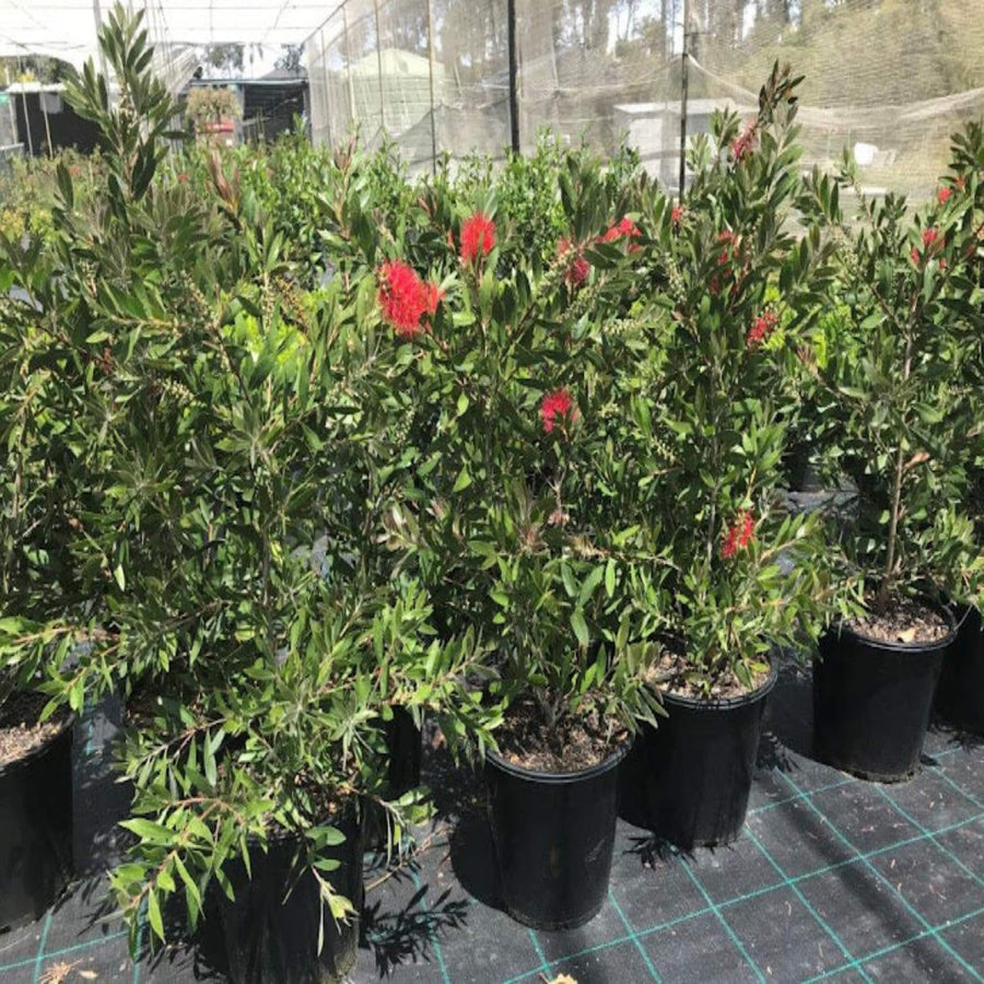 callistemon citrinus endeavour 200 mm