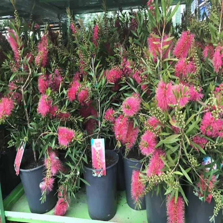 Callistemon Perth Pink 200 mm