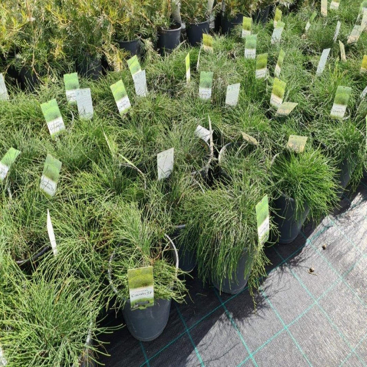 casuarina glauca cousin it 200 mm