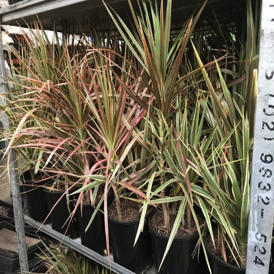 Dracaena Tricolour 300 mm