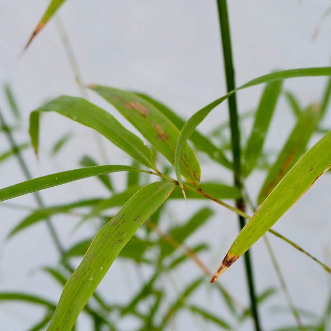 drepanostachyum falcatum himalayan weeping bamboo 200 mm