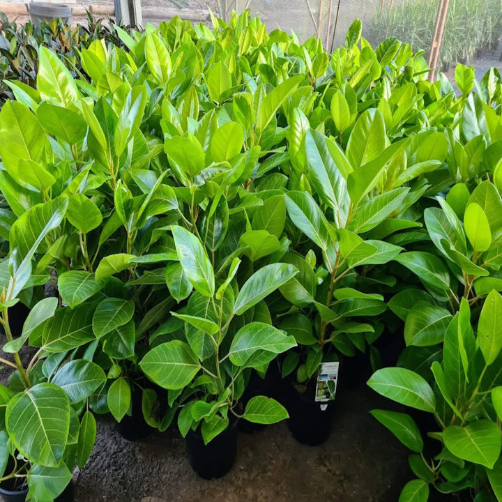 ficus altissima yellow gem 200 mm