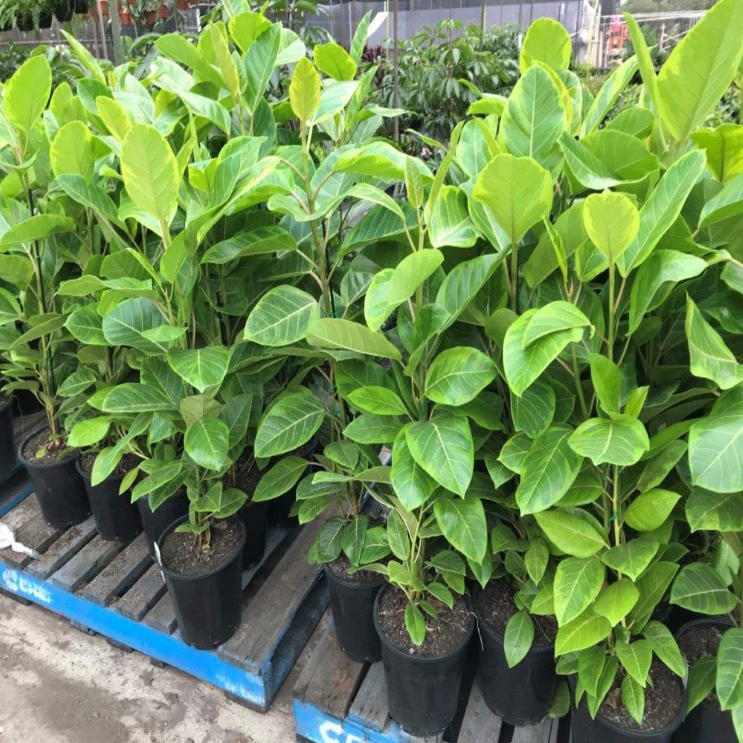 ficus altissima yellow gem 250 mm