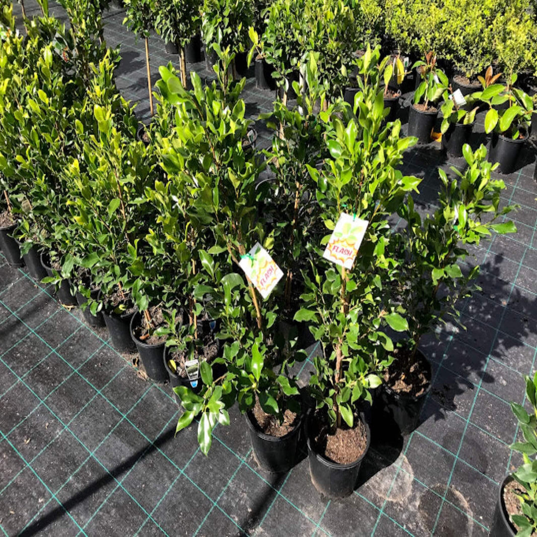 ficus microcarpa flash 200 mm