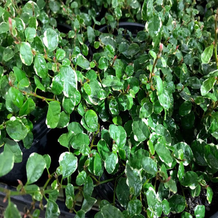 ficus pumila hanging baskets 200 mm