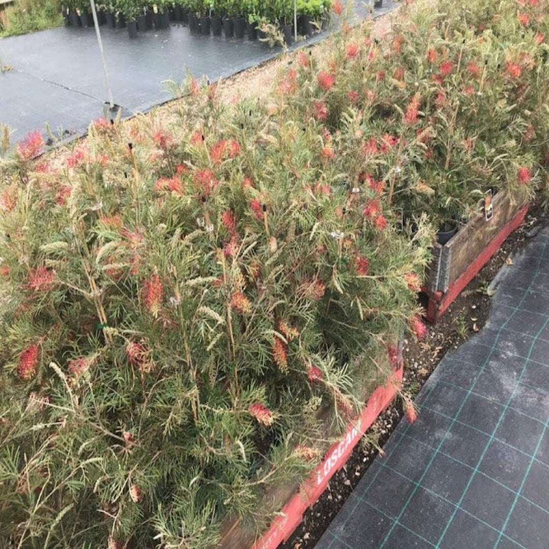 grevillea spirit of anzac 200 mm