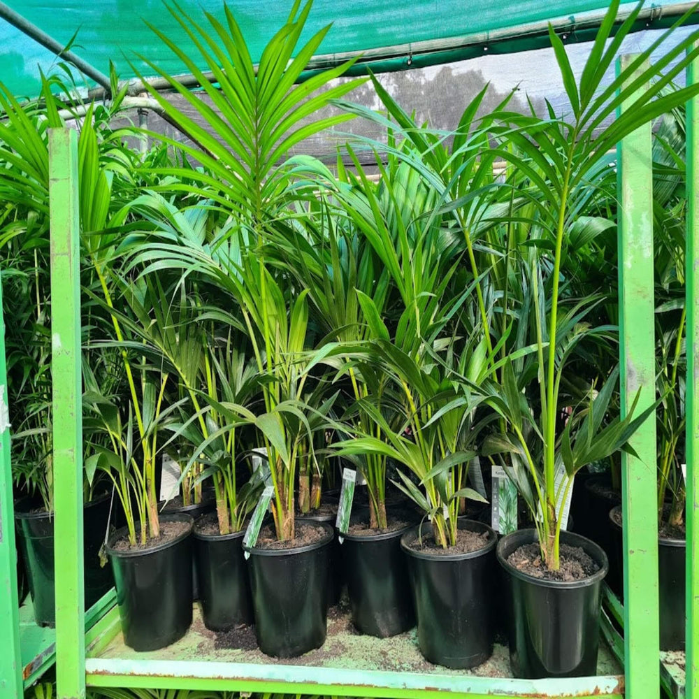 howea forsteriana kentia palm 300 mm