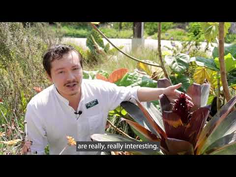 Alcantarea imperialis 'Rubra' (Giant/Imperial Bromeliad)