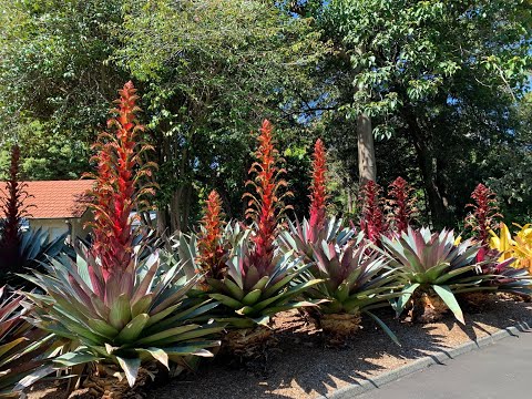 Alcantarea imperialis 'Rubra' (Giant/Imperial Bromeliad)