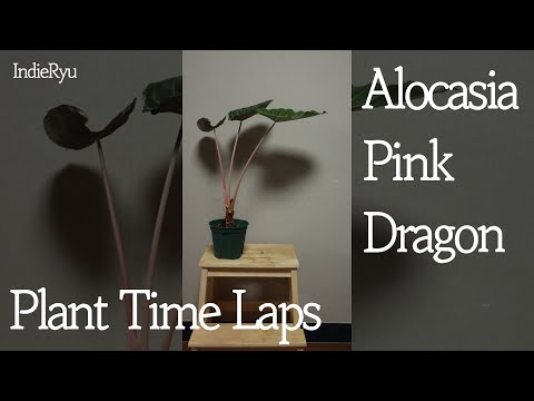 Alocasia baginda 'Pink Dragon'