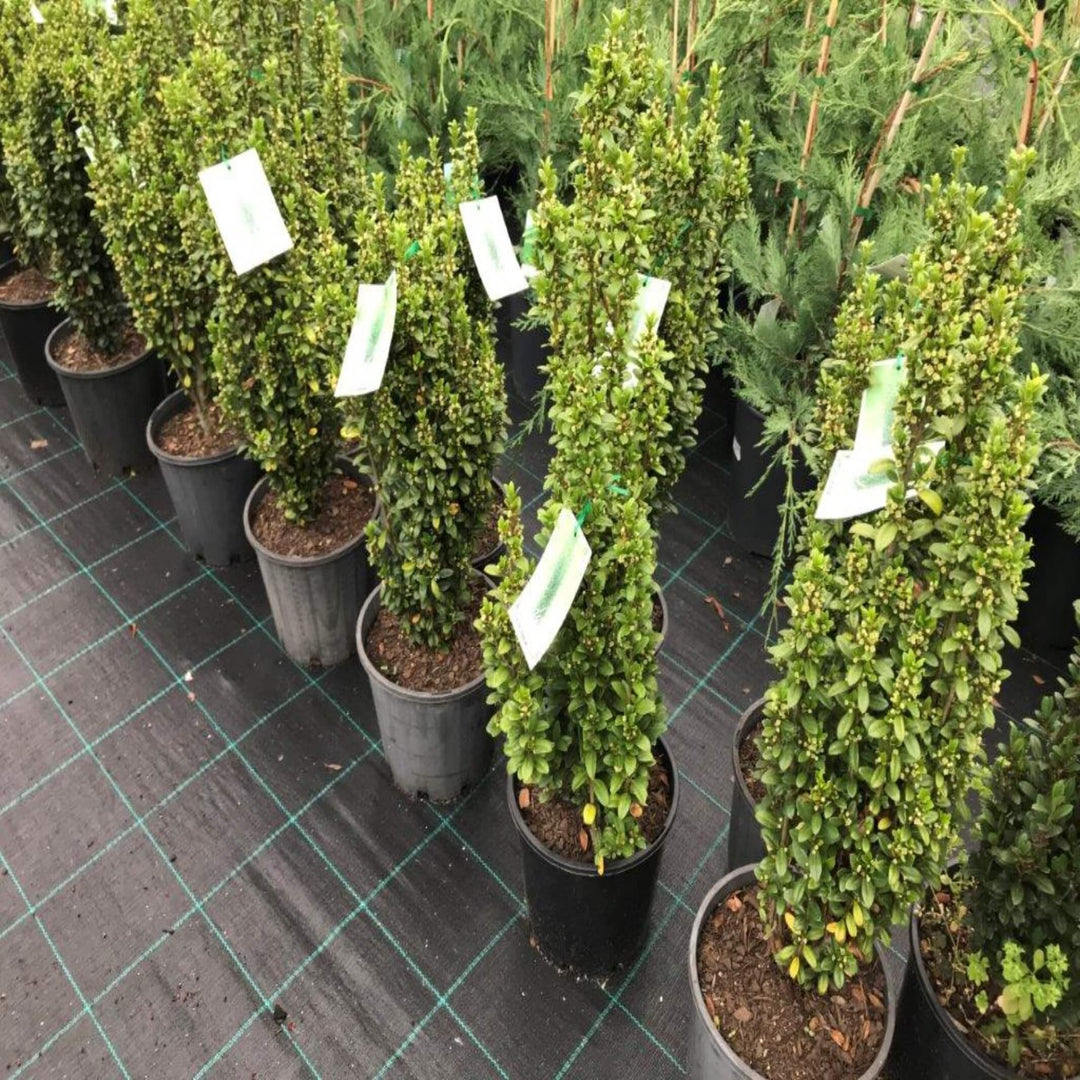 ilex crenata fastigiata 200 mm