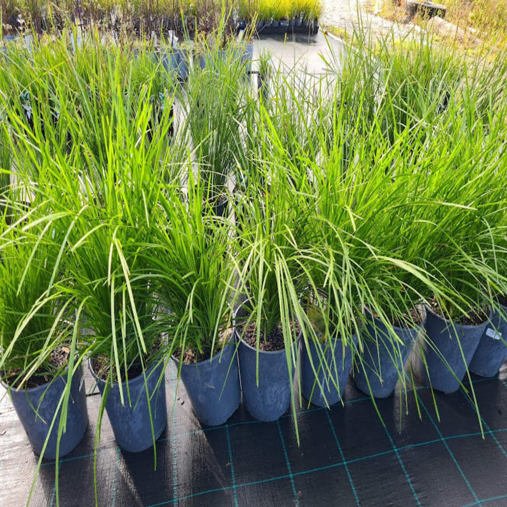 lomandra lime tuff 200 mm