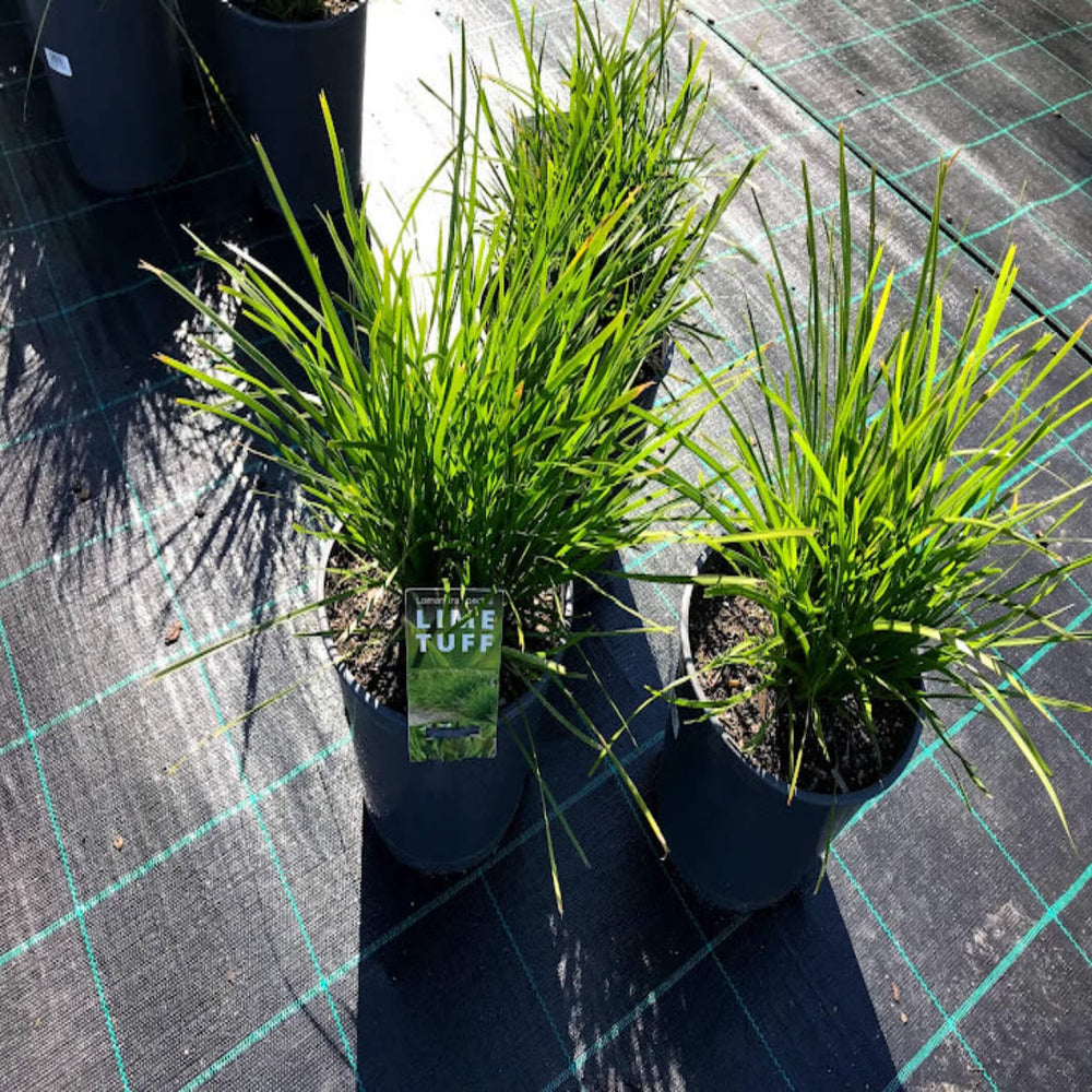 lomandra lime tuff 200 mm