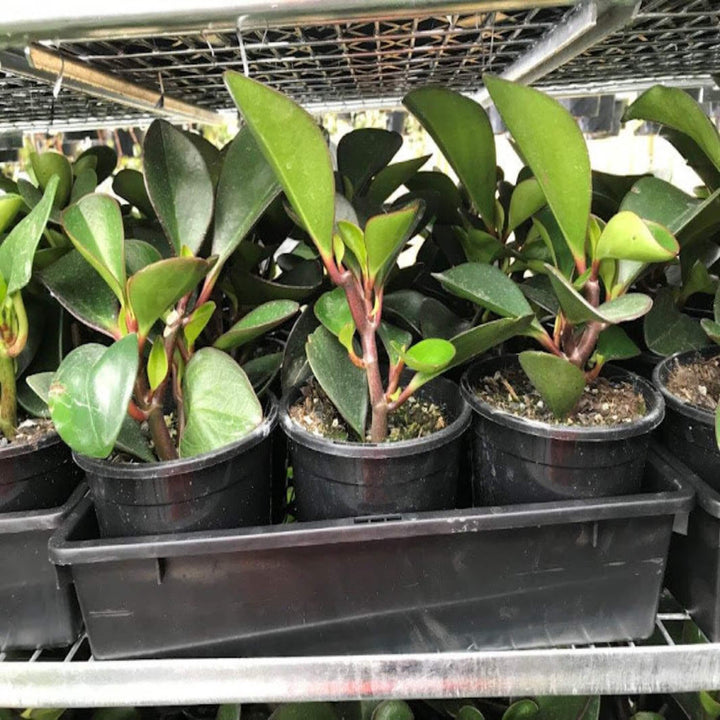 peperomia obtusifolia red edge 130 mm