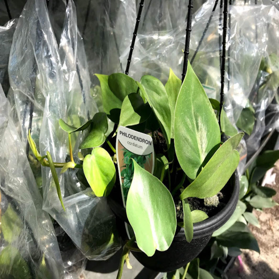 philodendron cordatum heartleaf hanging baskets 200 mm