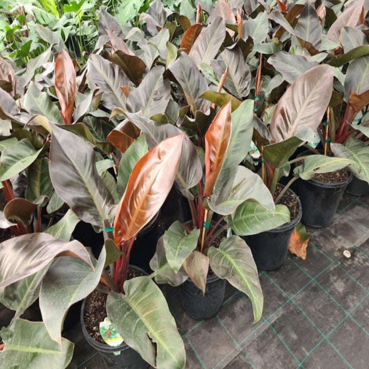 philodendron imperial red 250 mm