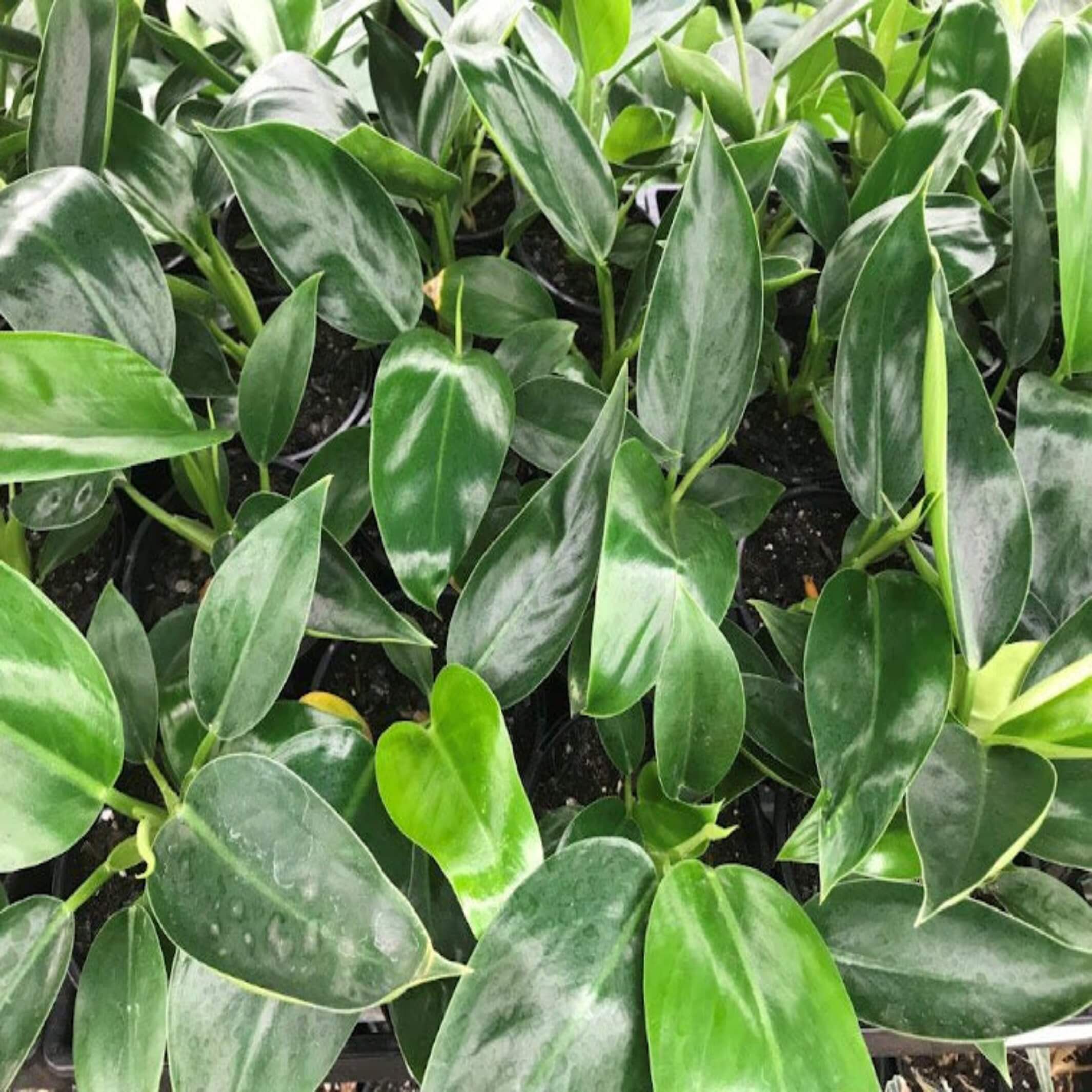 Philodendron Millions The Australian Plant Shop