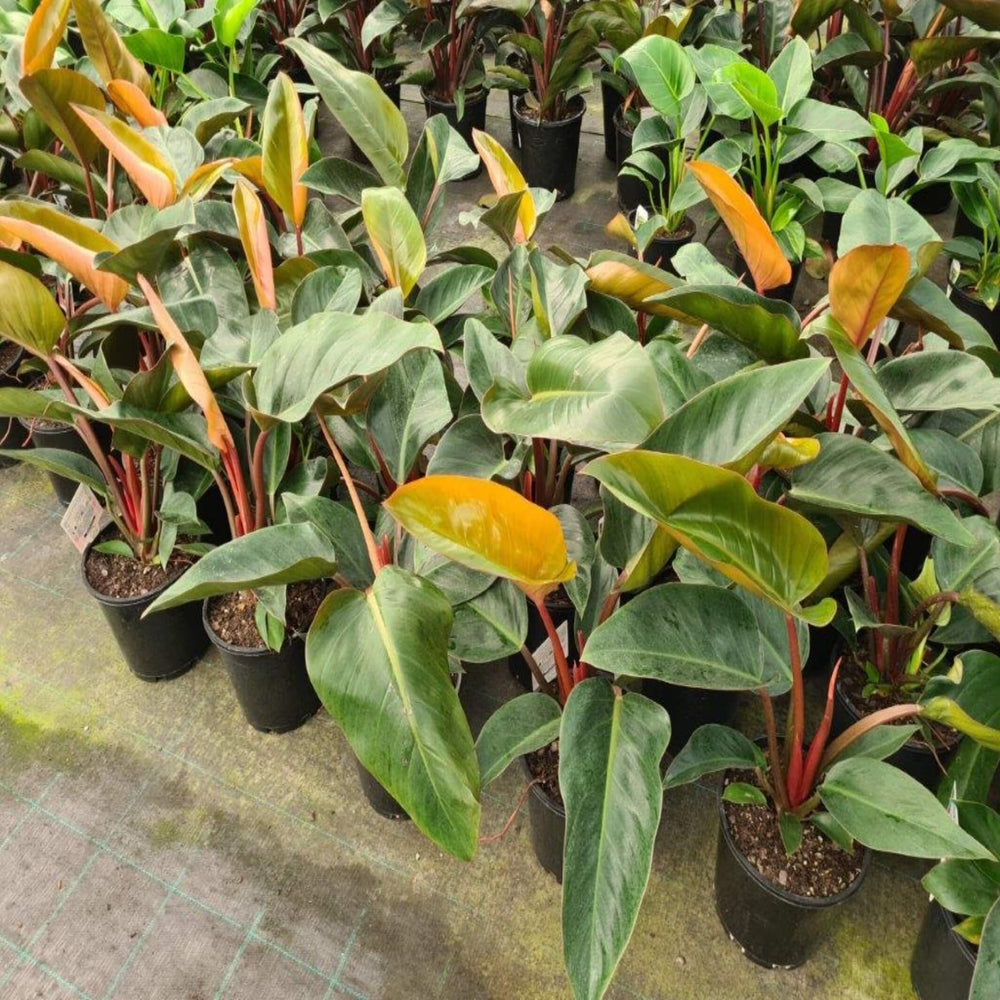 philodendron rojo congo 250 mm