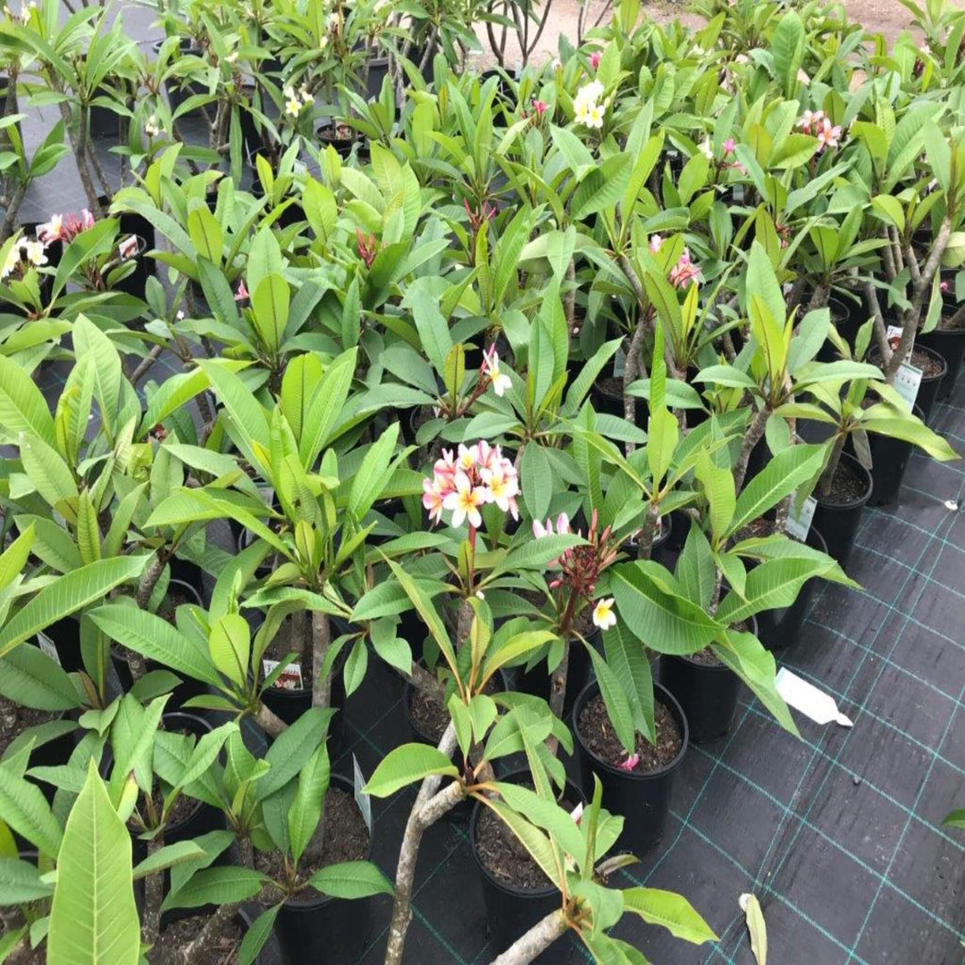 plumeria rubra frangipani 200 mm