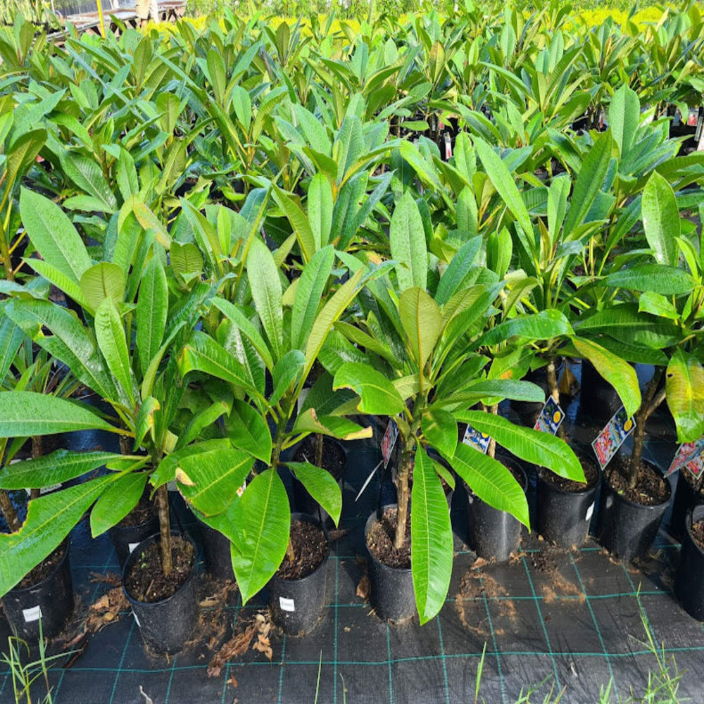 plumeria rubra frangipani 200 mm