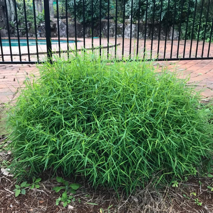 pogonatherum paniceum baby panda bamboo 200 mm