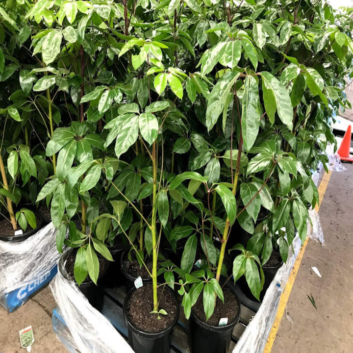 Schefflera Amate Umbrella Tree 200 mm