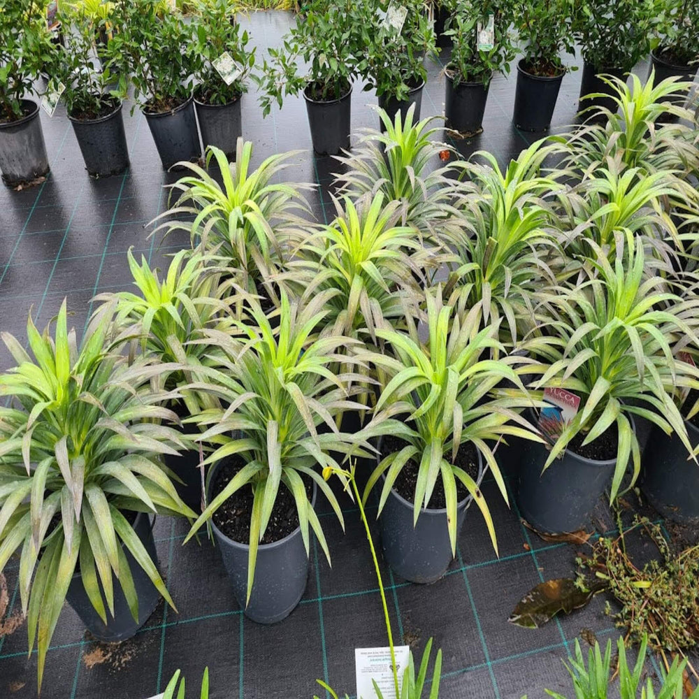 yucca desmetiana 200 mm