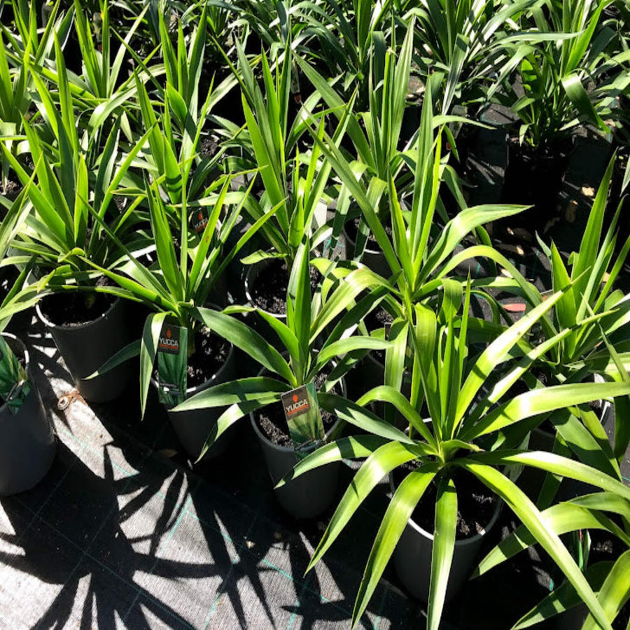 yucca elephantipes relles special 200 mm